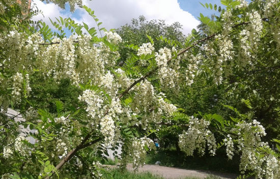 Акация – лек при миома, безплодие, диабет, ишиас и др. (ТОП приложения и рецепти)